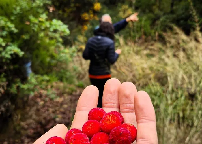 Oli Kazdaglari * Κωνσταντινούπολη