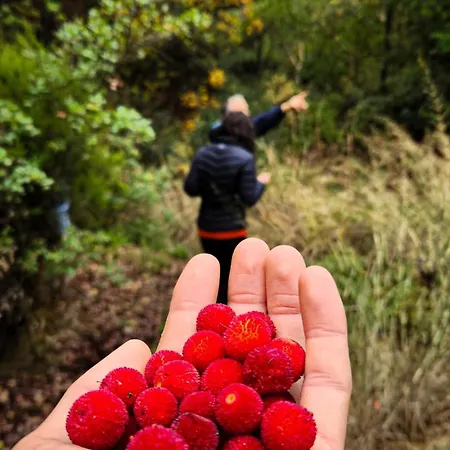 Oli Kazdağları * İstanbul