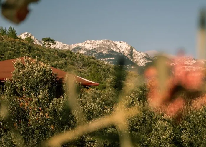 Oli Kazdağları Kamp alanı